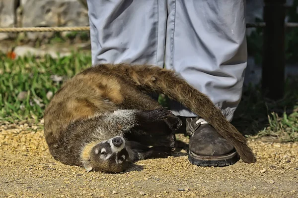 Coati Přírodě Roztomilý Mýval Zoo — Stock fotografie