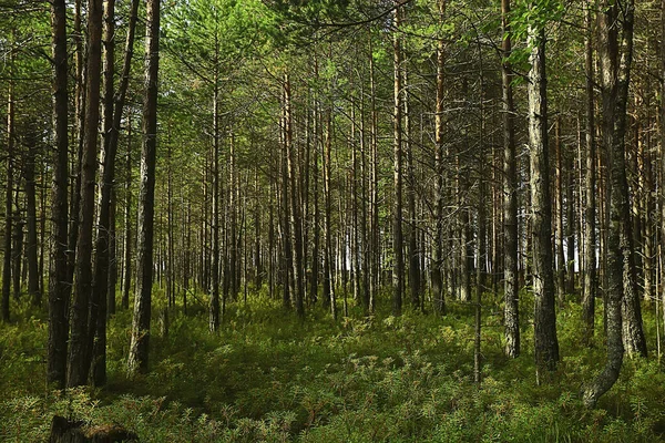 Sun Rays Coniferous Forest Abstract Landscape Summer Forest Beautiful Wilderness — Stock Photo, Image