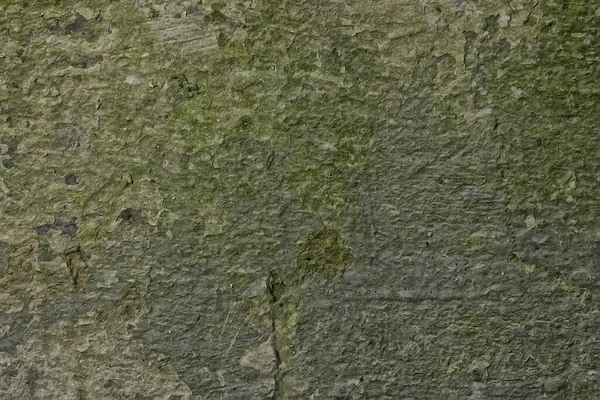 霉菌石膏 旧墙体 肮脏霉菌感染 — 图库照片