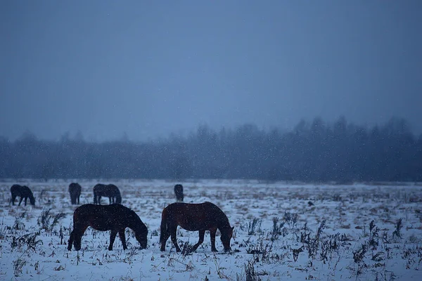 Abstract Wazig Winter Achtergrond Paarden Een Besneeuwd Veld Landschap Sneeuw — Stockfoto