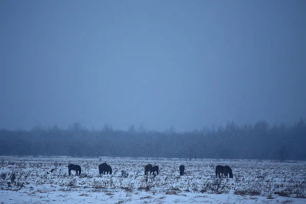 Abstraktní Rozmazané Zimní Pozadí Koně Zasněžené Krajině Sníh Farmě — Stock fotografie