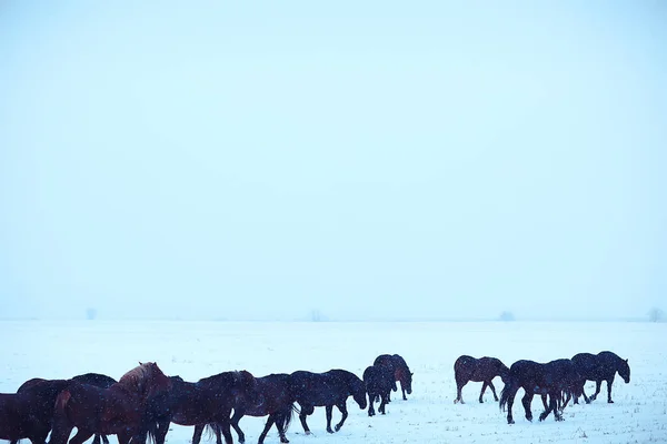 抽象的な冬の背景 雪原の風景の馬 農場の雪 — ストック写真