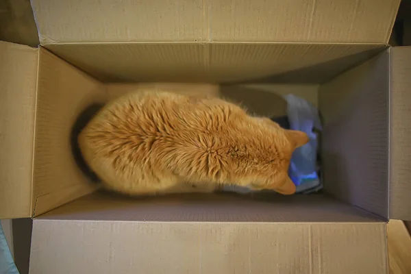 red cat in a box sitting, cats like cardboard boxes
