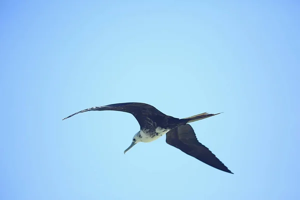 Fregata Letu Mořští Ptáci Létají Modré Obloze Svoboda — Stock fotografie