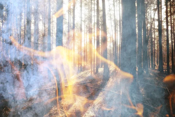 Абстрактный Ландшафтный Пожар Лесной Фон Экологическая Катастрофа — стоковое фото
