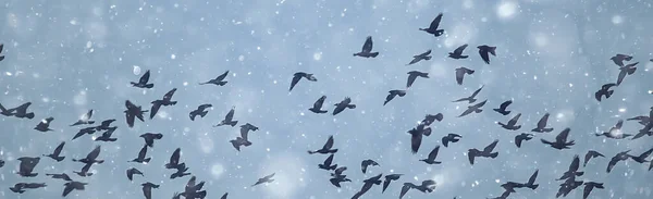 Černí Ptáci Hejno Letu Zimní Sněhové Podnebí Depresivní Stresový Koncept — Stock fotografie