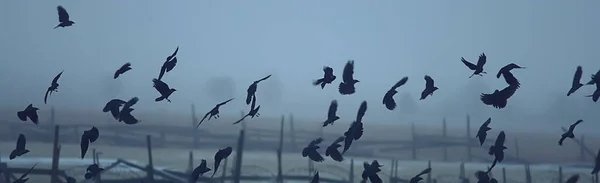 Abstraktní Rozmazané Pozadí Hejno Černých Ptáků Letu Koncepce Smutku Podzimní — Stock fotografie