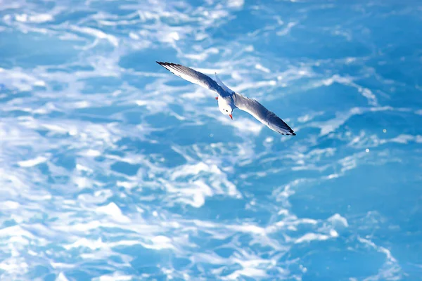 Gaivota Voa Sobre Mar Conceito Mar Férias Verão Pássaro Liberdade — Fotografia de Stock