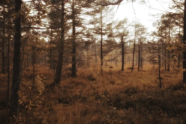 Otoño Paisaje Del Bosque Coníferas Vista Abstracta Del Bosque Amarillo — Foto de Stock