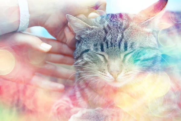 Sonne Katze Frühling Frühling Porträt Einer Niedlichen Hauskatze — Stockfoto