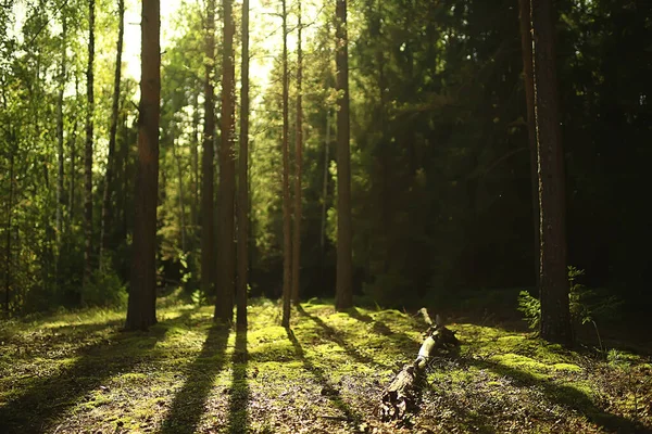 針葉樹林の太陽光線抽象的な風景夏の森美しい荒野の自然 — ストック写真