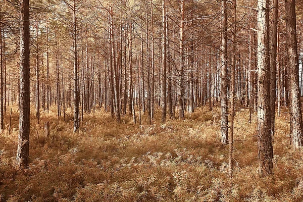 Automne Dans Paysage Forêt Conifères Vue Abstraite Forêt Jaune Automne — Photo