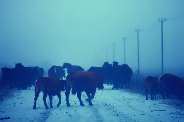 Αγελάδες Χειμώνα Χιονισμένο Χωράφι Ζώα Αγρόκτημα Χειμερινή Περίοδο — Φωτογραφία Αρχείου