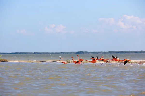 Flock Flamingos Ovanliga Rosa Fåglar Landskap Flamingo Resor — Stockfoto