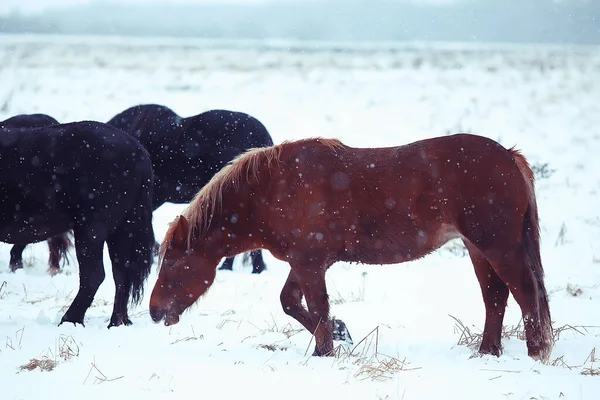 Abstrakcyjne Rozmazane Zimowe Tło Konie Śnieżnym Polu Krajobrazu Śnieg Farmie — Zdjęcie stockowe