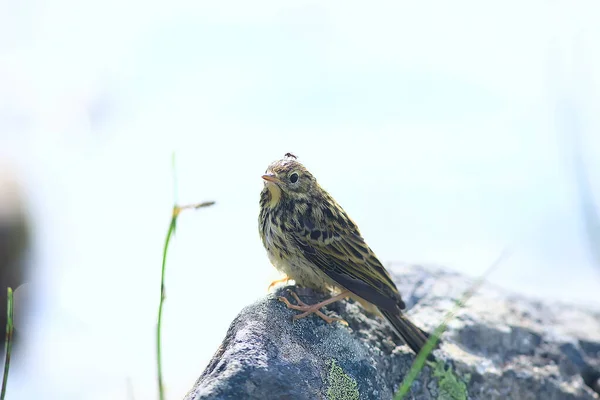 Petit Oiseau Wagtail Poussin Oiseau Sauvage Assis Sur Une Pierre — Photo