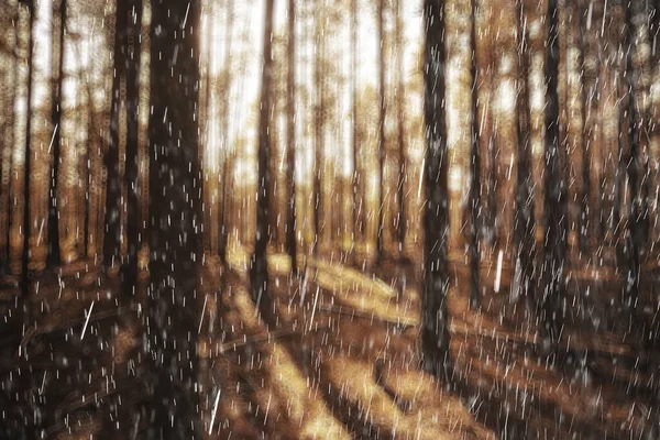 Paisaje Otoño Gotas Lluvia Salpicaduras Fondo Del Bosque Octubre Clima — Foto de Stock