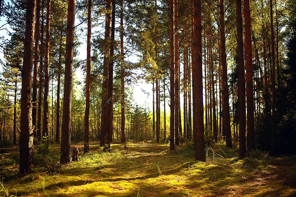 Sol Strålar Barrskog Abstrakt Landskap Sommar Skog Vacker Vildmark Natur — Stockfoto