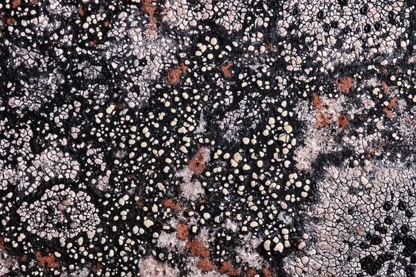 Lichen Taş Dokusu Makro Arkaplan Soyut Doğa — Stok fotoğraf
