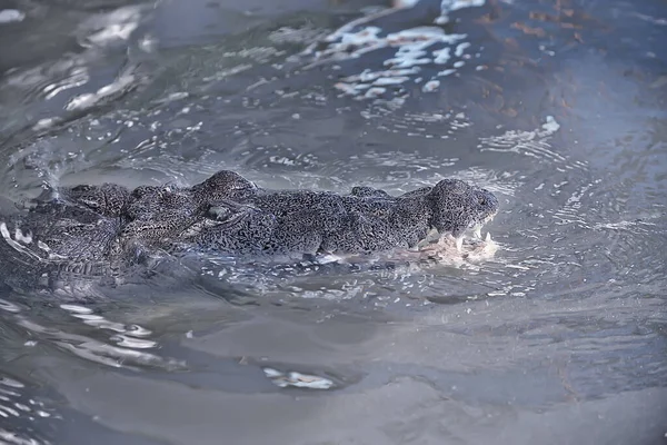 川の野生のワニ湿地のワニ野生の捕食者の頭 — ストック写真