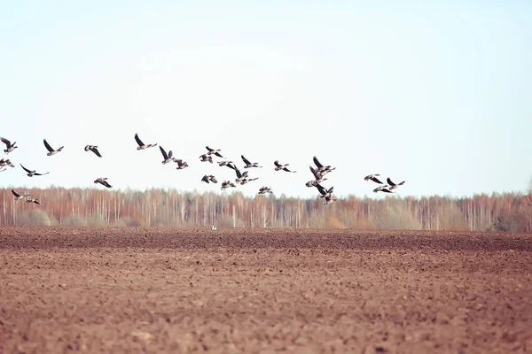 Μεταναστευτικά Πτηνά Σμήνος Χηνών Στον Αγρό Εποχιακή Μετανάστευση Τοπίου Πτηνών — Φωτογραφία Αρχείου