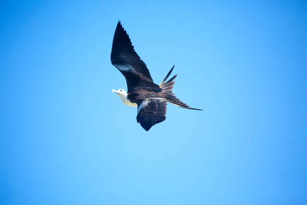 Fragata Voo Aves Marinhas Voa Céu Azul Liberdade — Fotografia de Stock