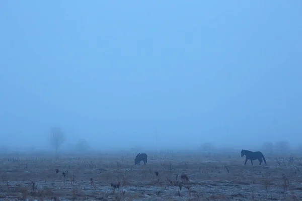 Astratto Sfondo Sfocato Inverno Cavalli Campo Innevato Paesaggio Neve Una — Foto Stock