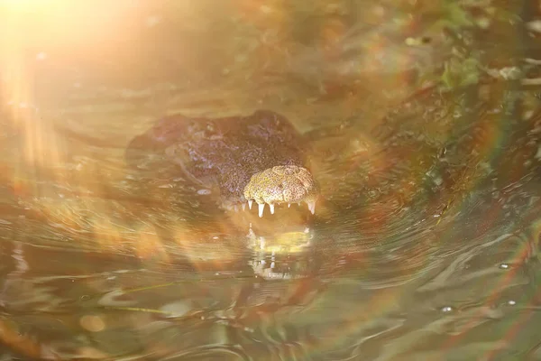 Dziki Krokodyl Rzece Aligator Bagnach Głowa Drapieżnika — Zdjęcie stockowe