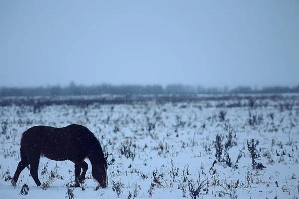 Abstrakt Verschwommener Winterhintergrund Pferde Einer Verschneiten Feldlandschaft Schnee Auf Einem — Stockfoto