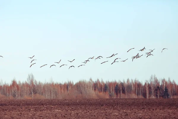 Stěhovaví Ptáci Hejno Hus Poli Krajina Sezónní Stěhování Ptáků Lov — Stock fotografie