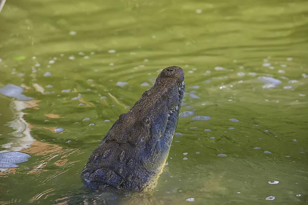 Vad Krokodil Folyóban Aligátor Mocsárban Vadállat Ragadozó Fej — Stock Fotó