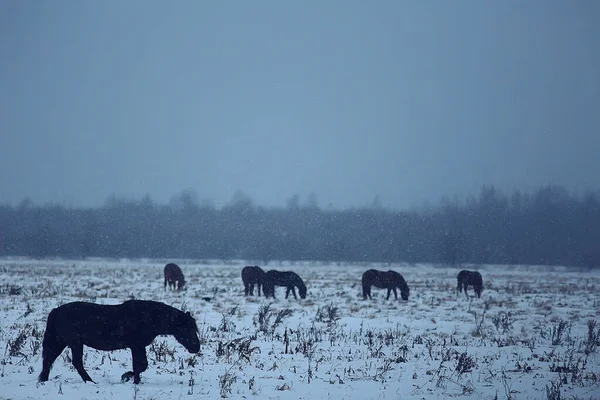 Abstraktní Rozmazané Zimní Pozadí Koně Zasněžené Krajině Sníh Farmě — Stock fotografie