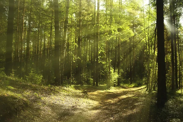 Rayons Soleil Dans Forêt Conifères Paysage Abstrait Forêt Été Belle — Photo