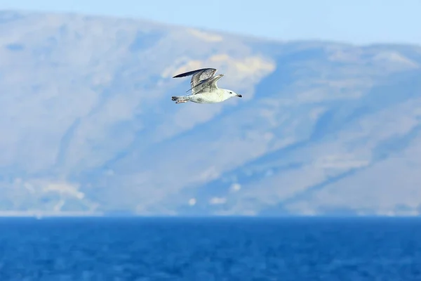 Meeuw Vliegt Zee Concept Zeevakantie Zomer Vogelvrijheid Vliegen — Stockfoto