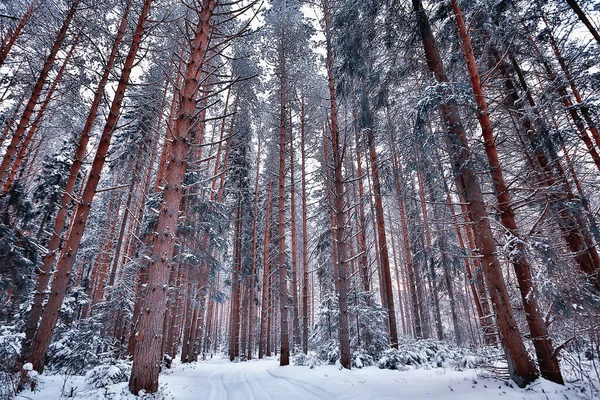Voyage Au Canada Hiver Foret Paysage Vue Saisonniere Panorama Dans La Foret Couverte De Neige Magnifique Nouveau Stock Photo Voyage Au Canada Hiver Foret Paysage Vue Saisonniere Panorama Dans La Foret Couverte De Neige Magnifique Nouveau Stock Photo