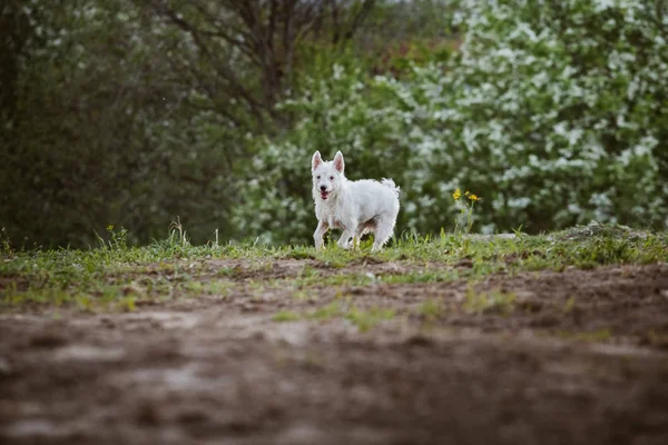 Pequeno cão correndo no parque — Fotografia de Stock