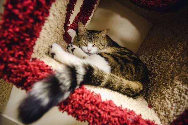 Kedi uyuyor. Uyuyan bir kedi largly portresi. Kedi dinlenme. Kabarık kedi — Stok fotoğraf