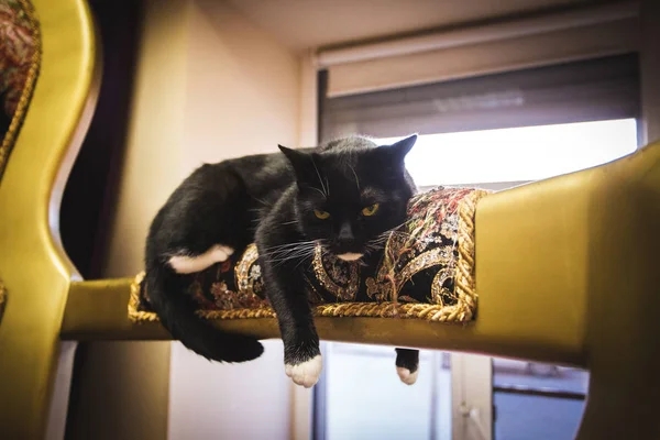 Czarny kot leżący na podłokietnik — Zdjęcie stockowe