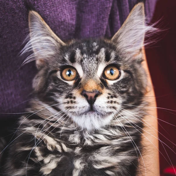 En liten srtiped maine coon kattunge, porträtt — Stockfoto