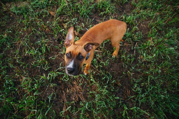 Adorable perro de pura raza en el parque —  Fotos de Stock