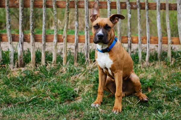 Sevimli köpek park