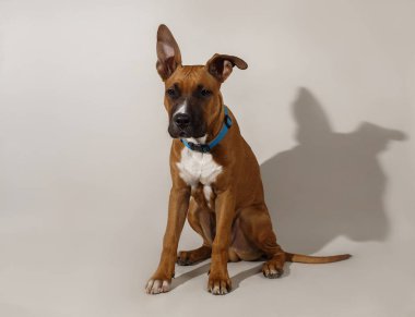 Beyaz arka planda oturan köpek