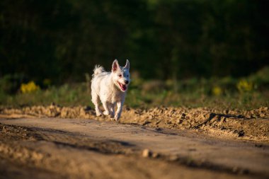 Çayır de yol çalıştıran Smoll köpek