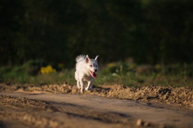 Çayır de yol çalıştıran Smoll köpek
