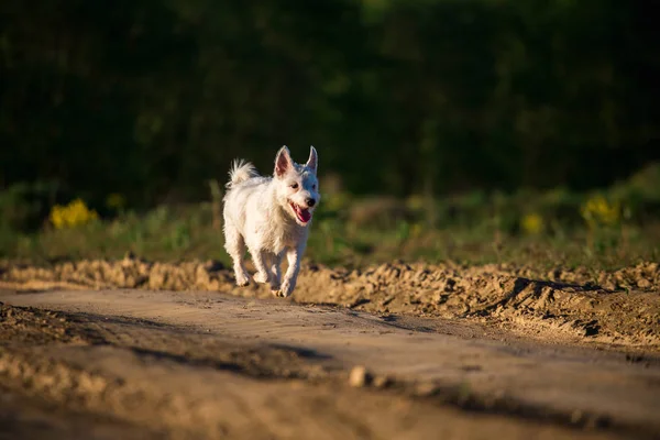 Собака по кличке Смолл бегает по дороге в мегаполисе — стоковое фото
