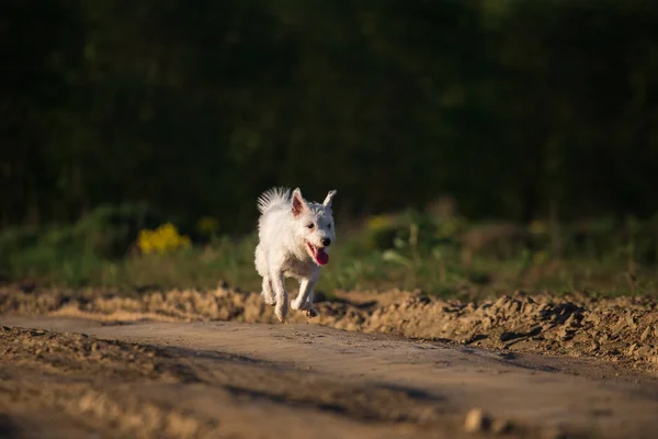 Smoll cão correndo na estrada no prado — Fotografia de Stock