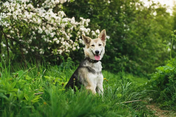 Brązowy pies na tle zielonej trawie. — Zdjęcie stockowe