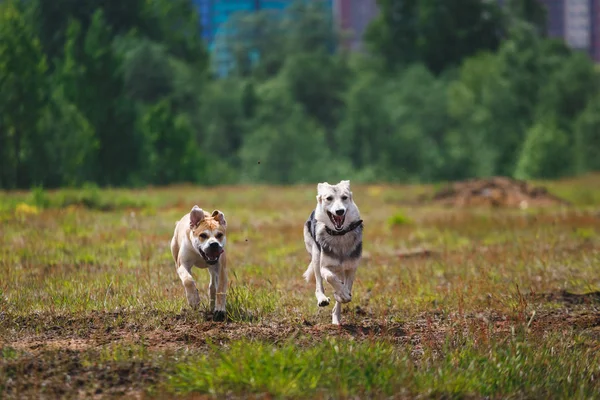 Two dogs running on the field — Stock Photo, Image