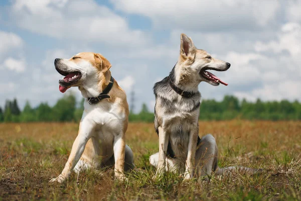 Dos perros pastores están sentados en un campo —  Fotos de Stock