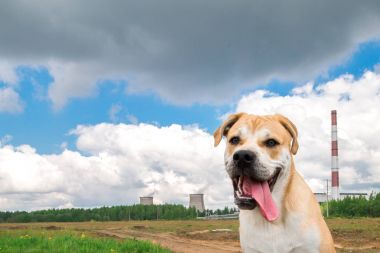 portrait of ca de bou dog sitting on a field clipart